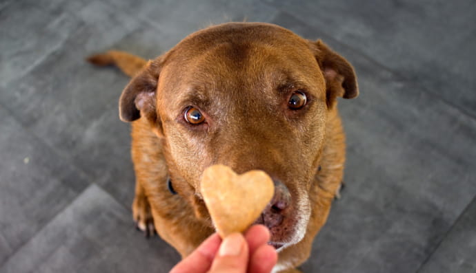Смаколик для песика