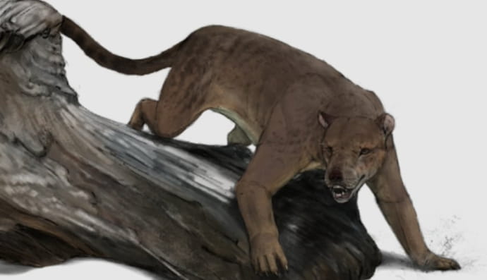 остатки неизвестной медведесобаки