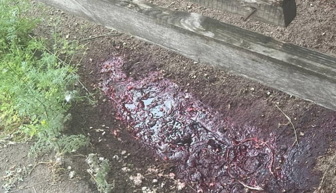 Место убийства коня