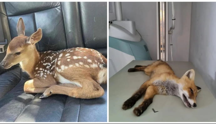 Олененок и лисенок