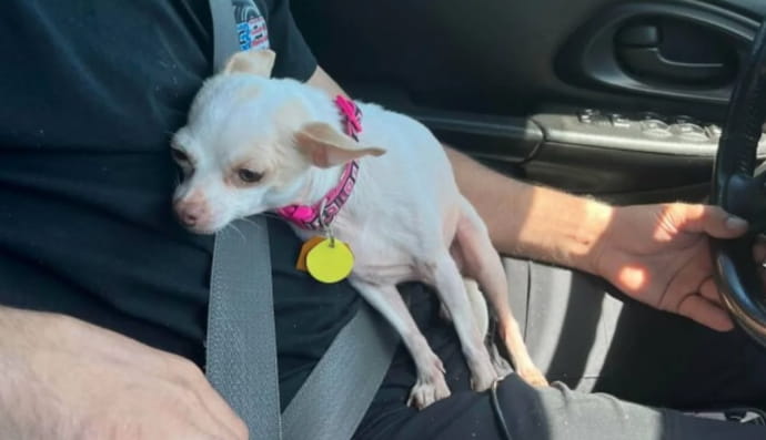 Фотографії тварин, які знайшли собі нову родину