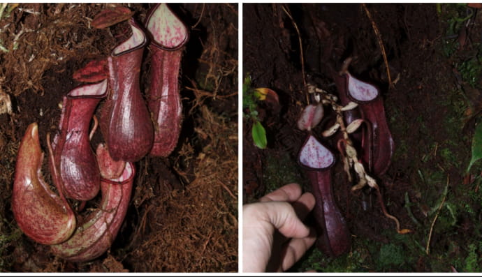 Nepenthes pudica