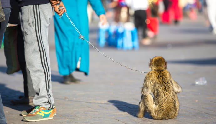 Мавпа на повідку