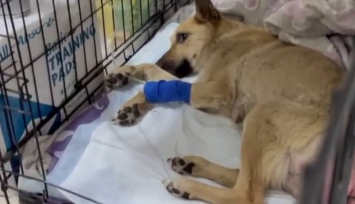 Пострадавшая собака