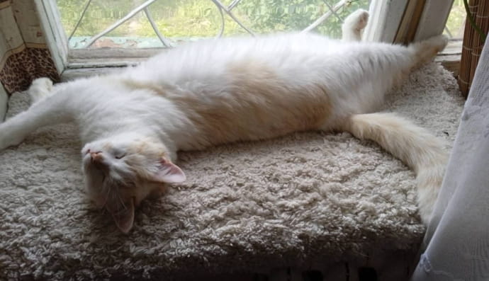 Спасенная кошка