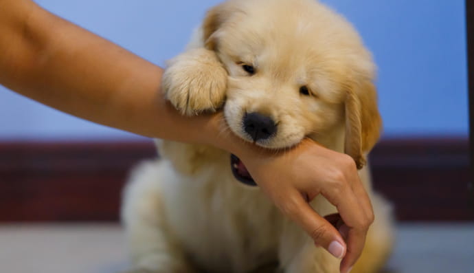 Собака прикусує руку людини