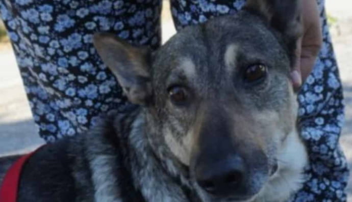 Протез для песика