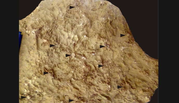 Ископаемые останки