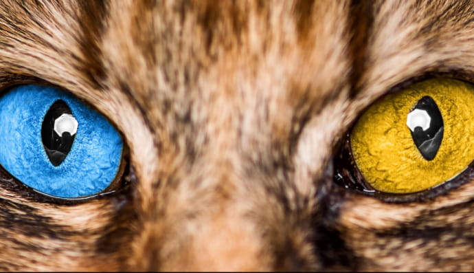 Очі кота