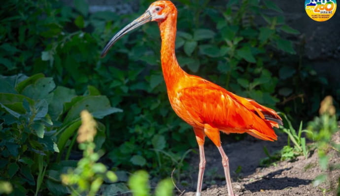 Вольер для птиц