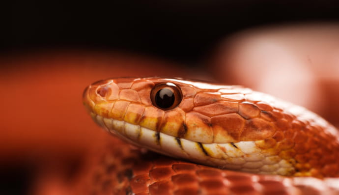 Маисовый полоз