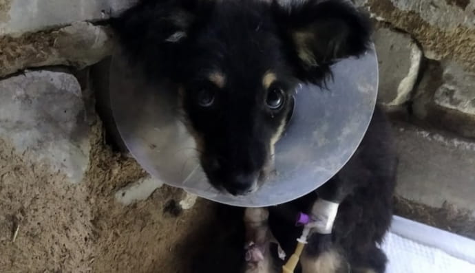 Собака, которой занимается Светлана