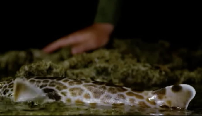 Учений показав акулу, що ходить уздовж берега 