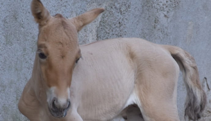 Лоша Пржевальського 