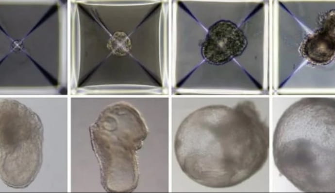 Вчені вперше виростили "синтетичні ембріони" без сперми, яйцеклітин та матки