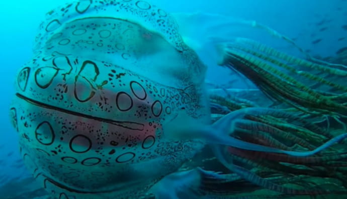 Дайвер виявив невідомий раніше вид гігантської медузи, яка навіть не має назви