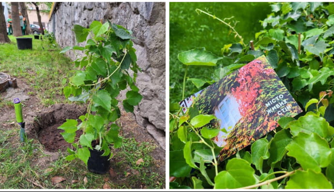 Высадка винограда