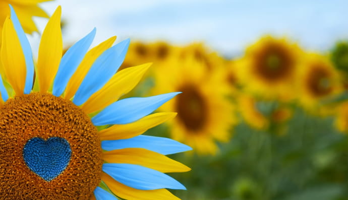 Украина, подсолнечники