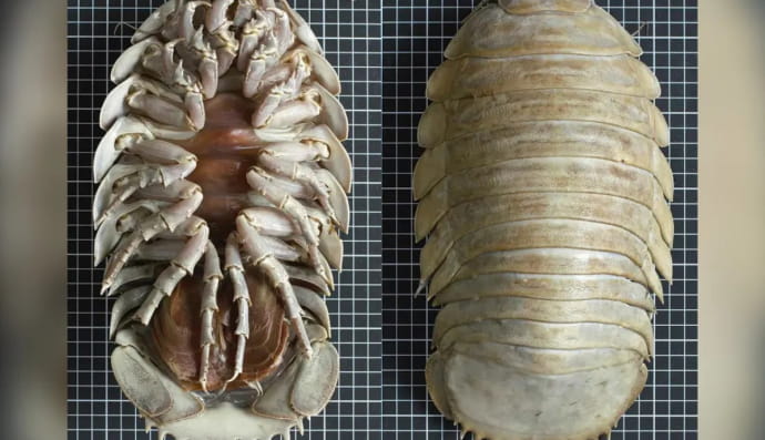 Bathynomus yucatanensis