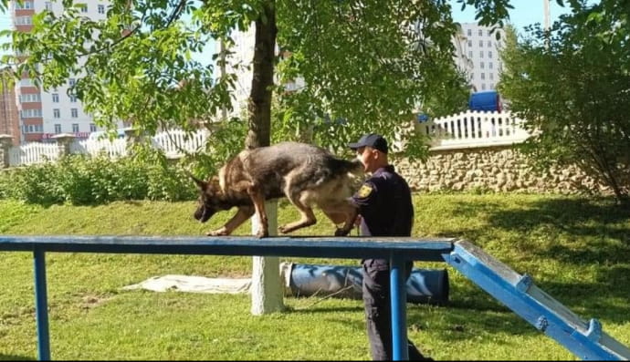 Обучение Фионы