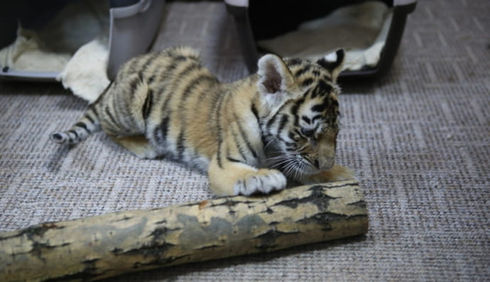 Врятовані тварини