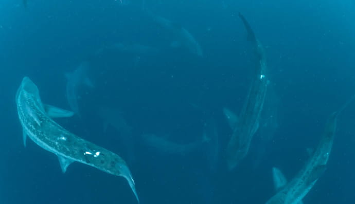 "Шабаш" акул