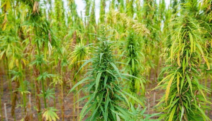 Фестиваль промислових конопель "Hemp Fest"