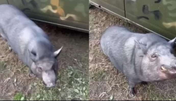 Дикий кабан