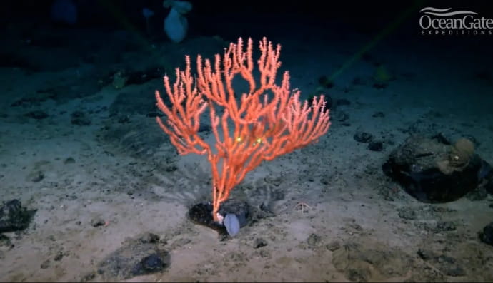 Наргеолет-Фаннінг