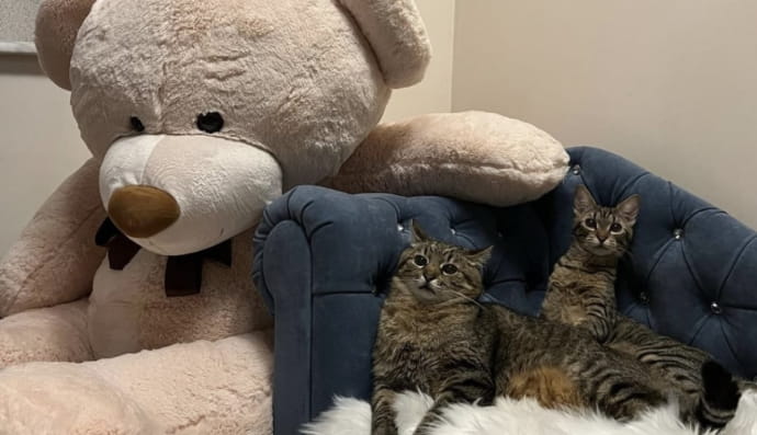 Степан і Стефанія