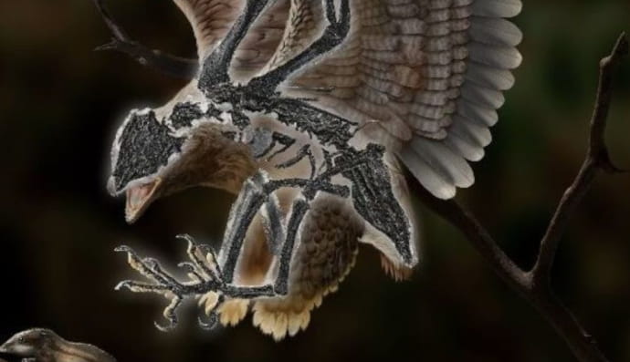 У Китаї знайшли птаха з головою динозавра