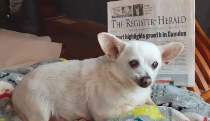 Чихуахуа з Огайо став найстарішим собакою у світі