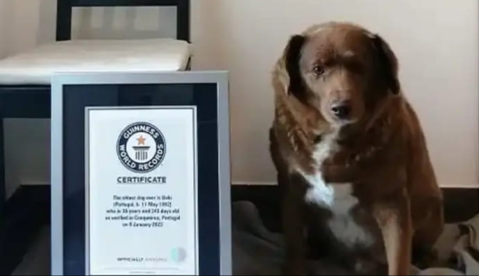 Найстаріший у світі пес Бобі