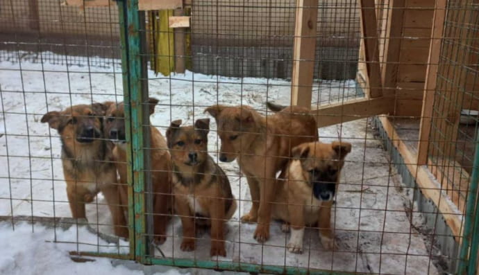 Приют "Верный друг"