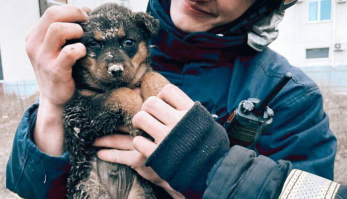 Спасение собачки