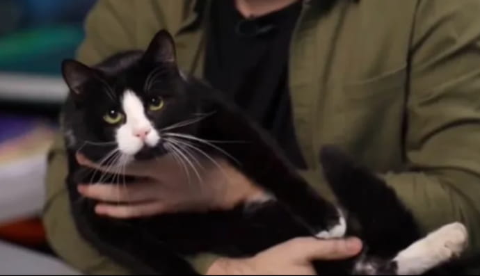 кіт Гюнтер Буданова