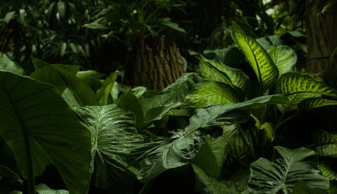 Тропічний ліс