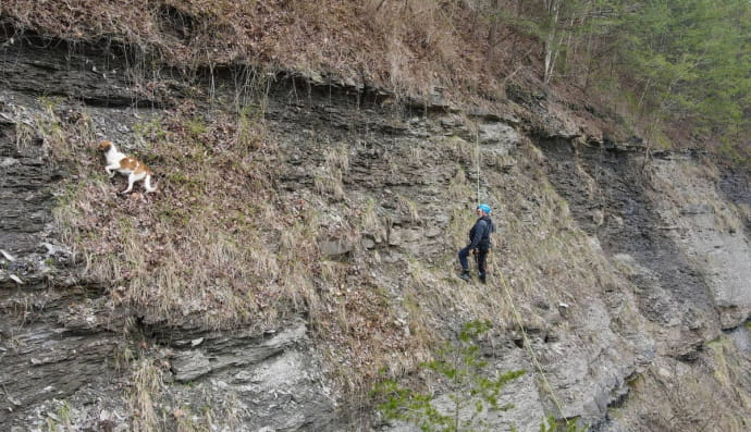 Спасение собаки