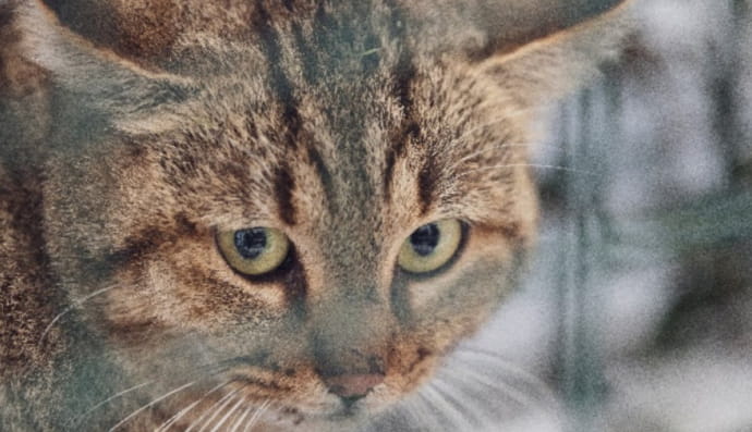Учені виявили новий таємничий вид кішки