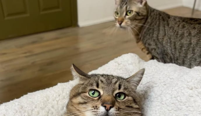 Степан і Стефанія