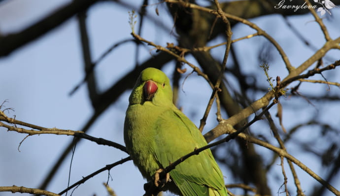 Папуги Крамера