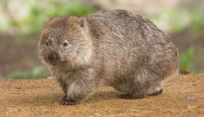 Вомбат ведмежий