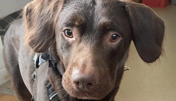 Лабрадор Коко страдал алкоголизмом