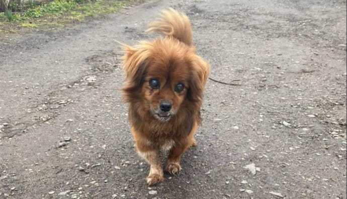 У Дніпрі сліпий песик шукає люб'ячу родину і теплу домівку