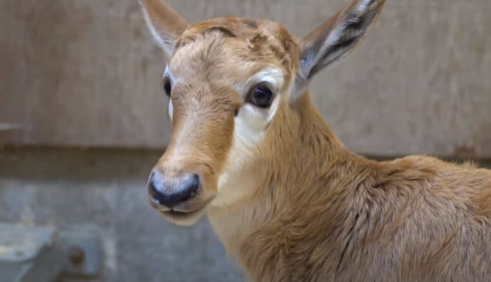 Бубал біломордий 