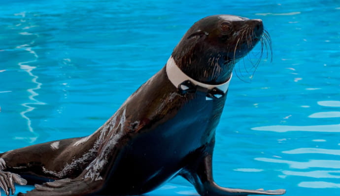 Морський котик