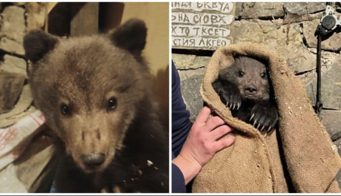 Медвежонок