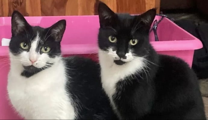 Кіт краде речі