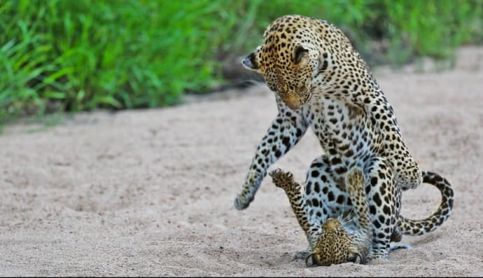 Родина леопардів