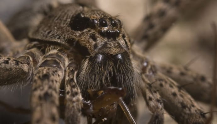 Павук Dolomedes